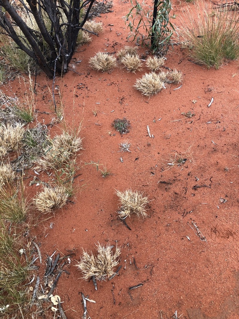 Panicum australiense photo 5
