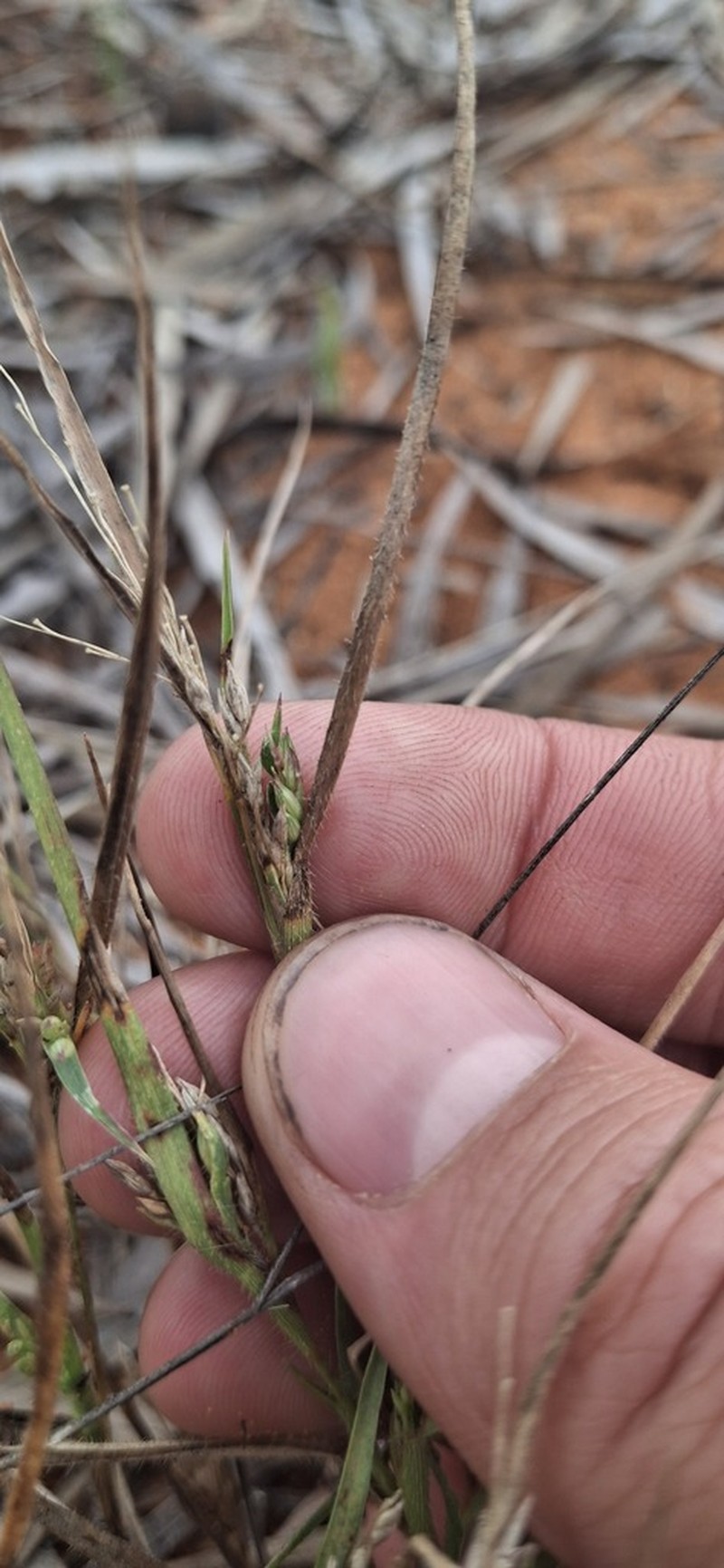 Panicum australiense photo 6