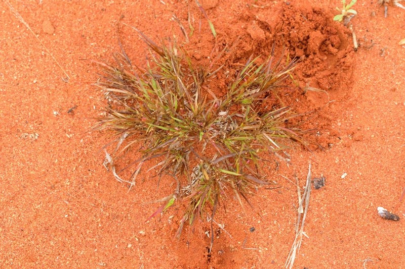 Panicum australiense photo 7