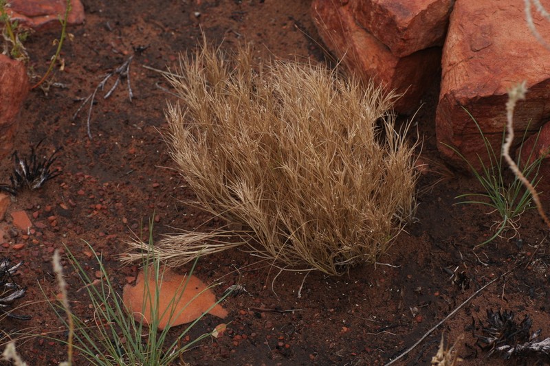 Panicum australiense photo 8