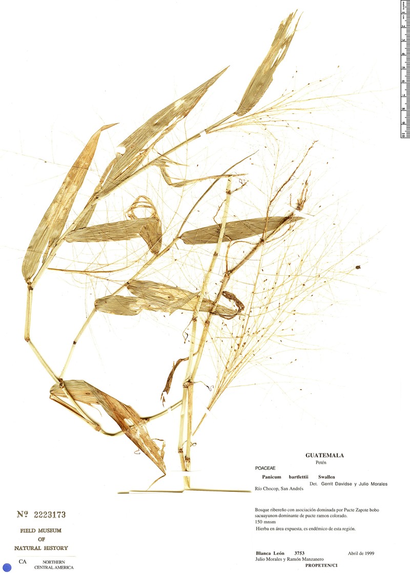 Panicum bartlettii