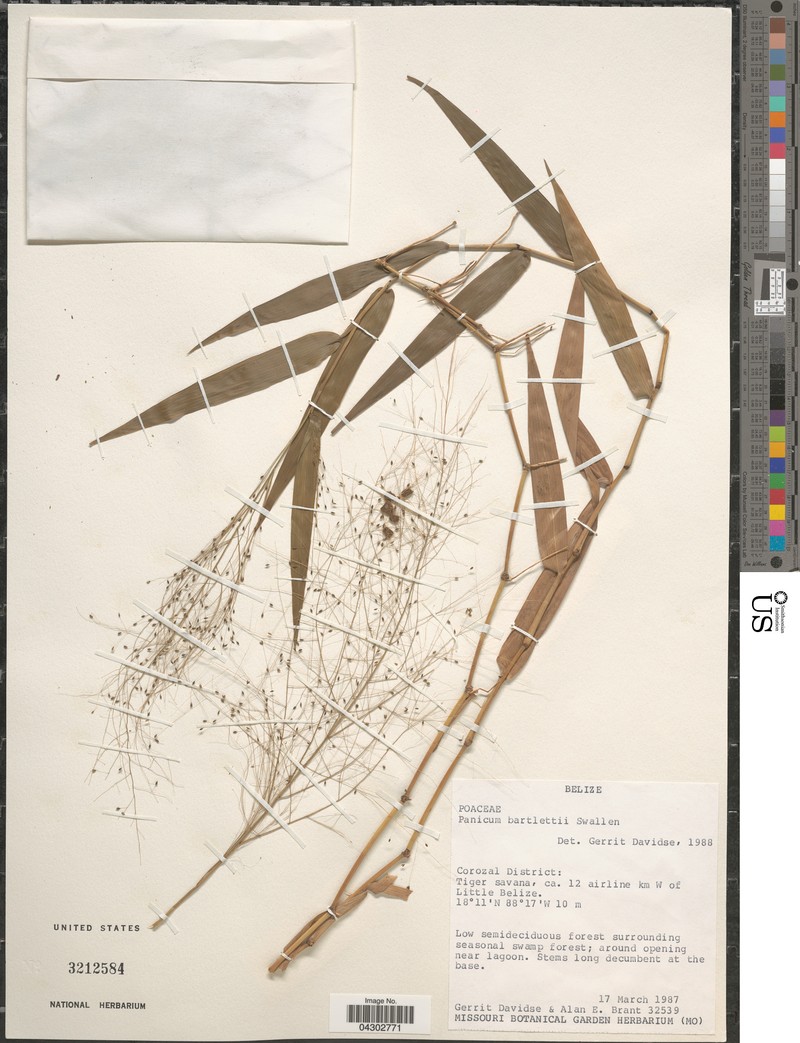 Panicum bartlettii photo 2