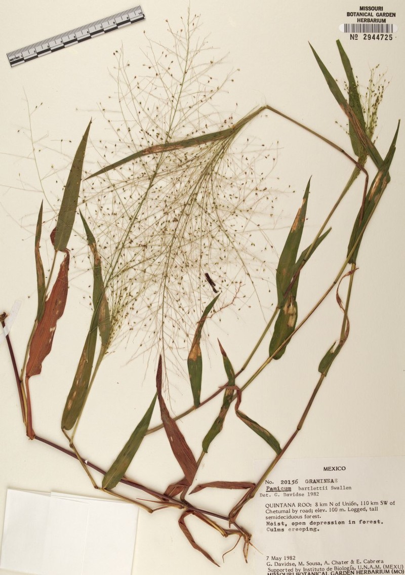 Panicum bartlettii photo 3