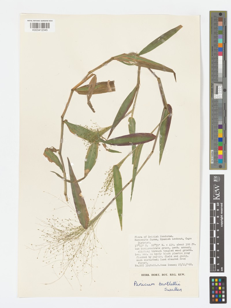 Panicum bartlettii photo 4