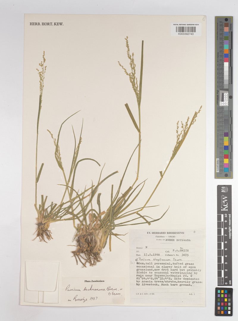 Panicum bechuanense