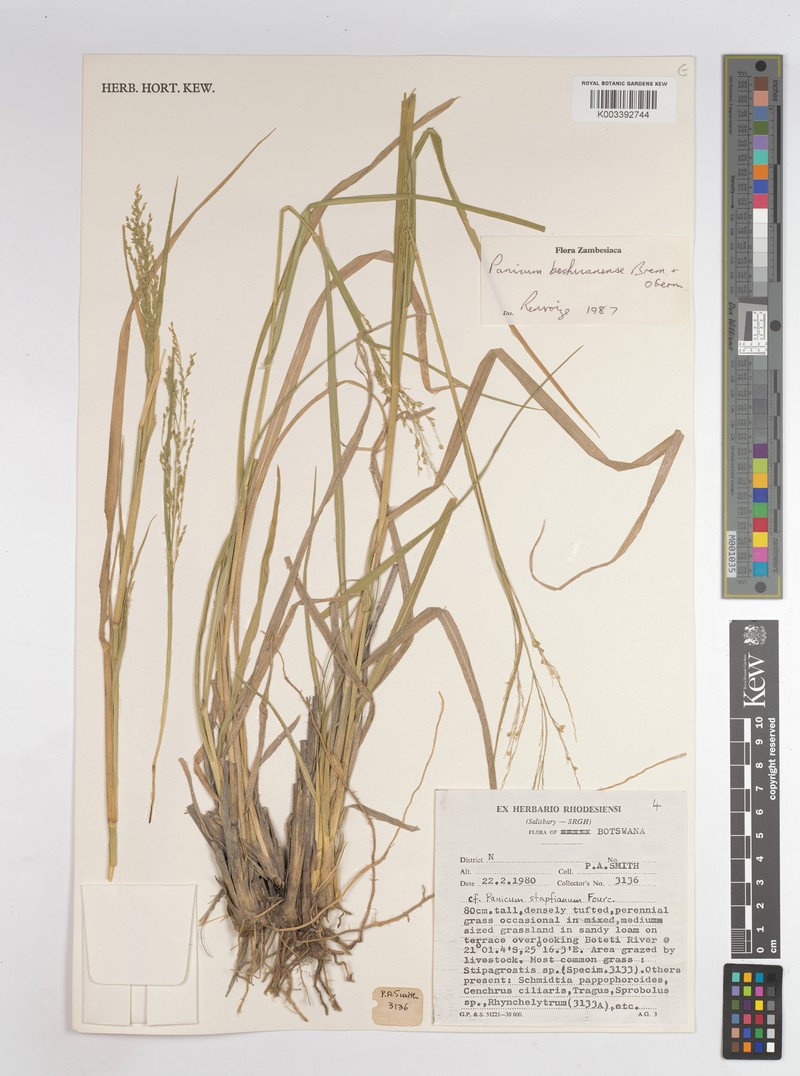 Panicum bechuanense photo 2