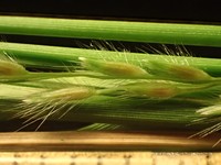 Rock Panicgrass