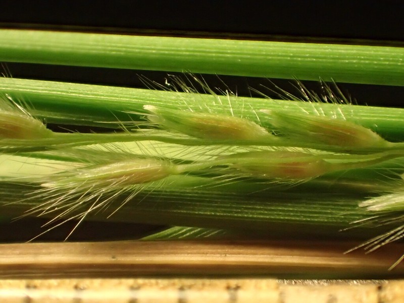 Rock Panicgrass
