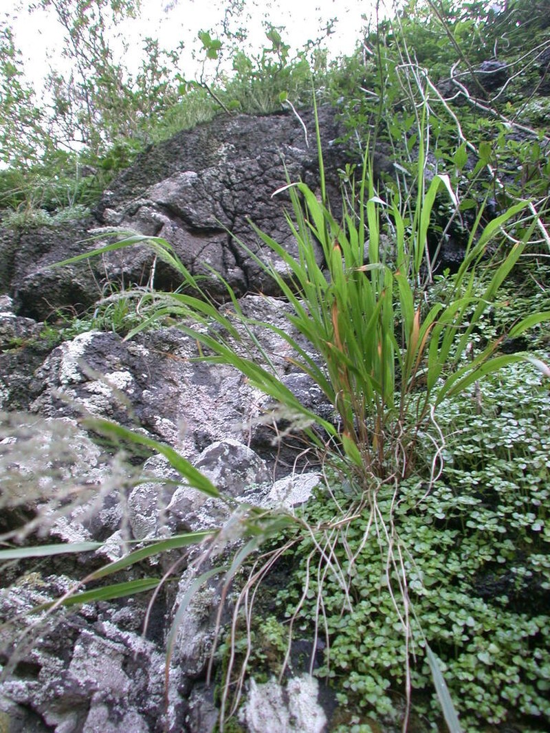 Rock Panicgrass photo 3