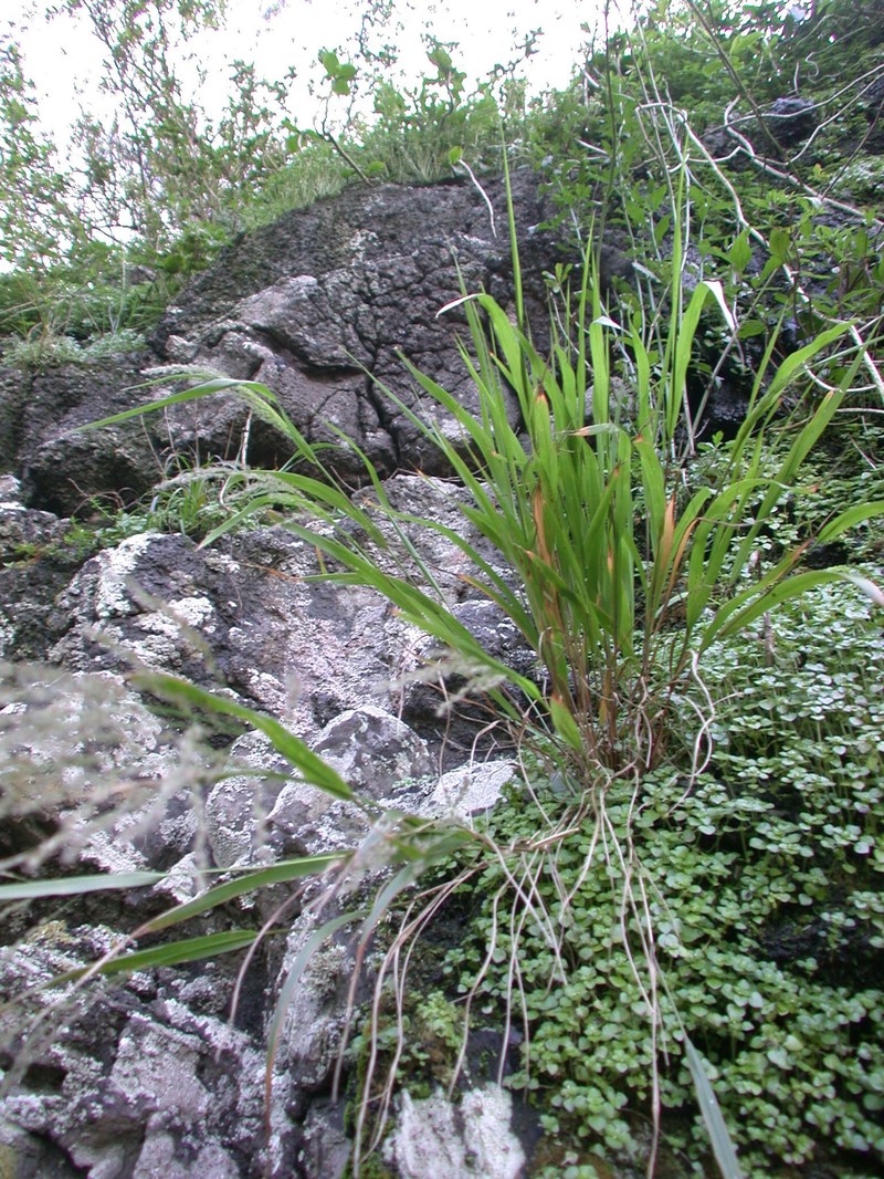 Rock Panicgrass photo 5