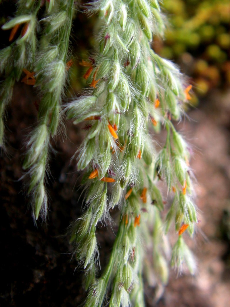 Rock Panicgrass photo 6