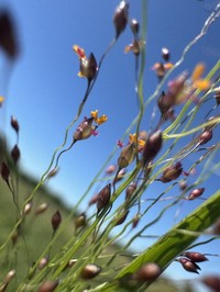 Berg's Panicgrass