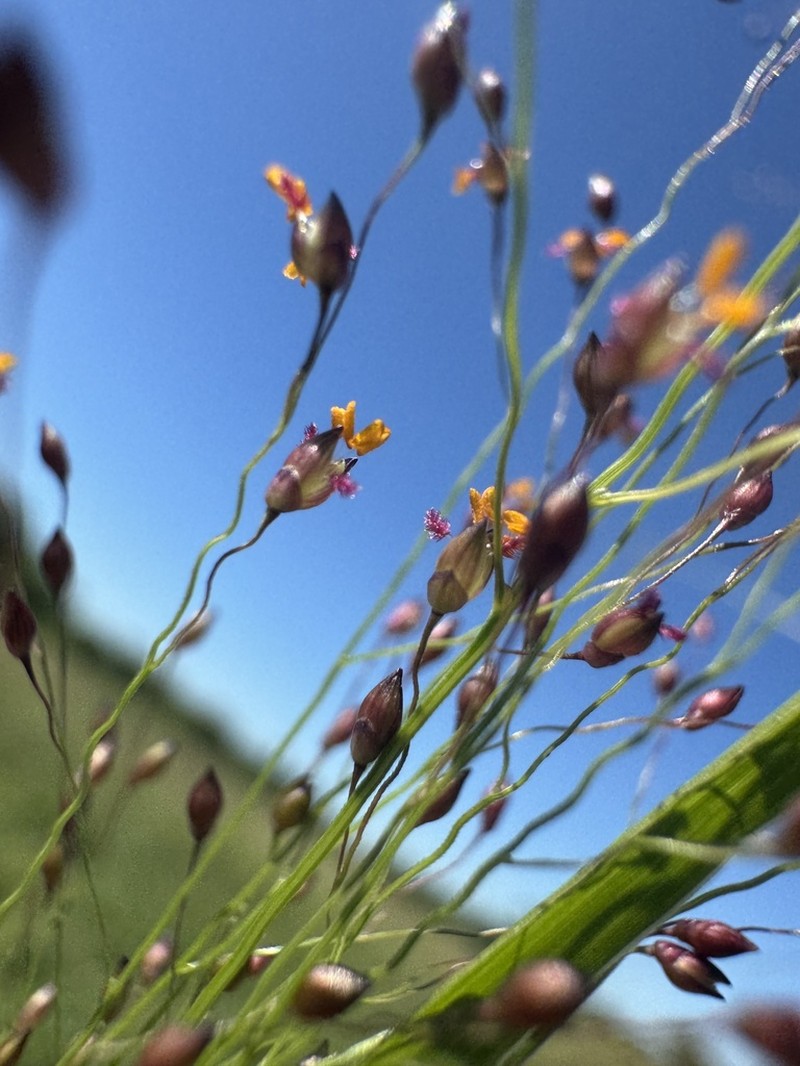 Berg's Panicgrass