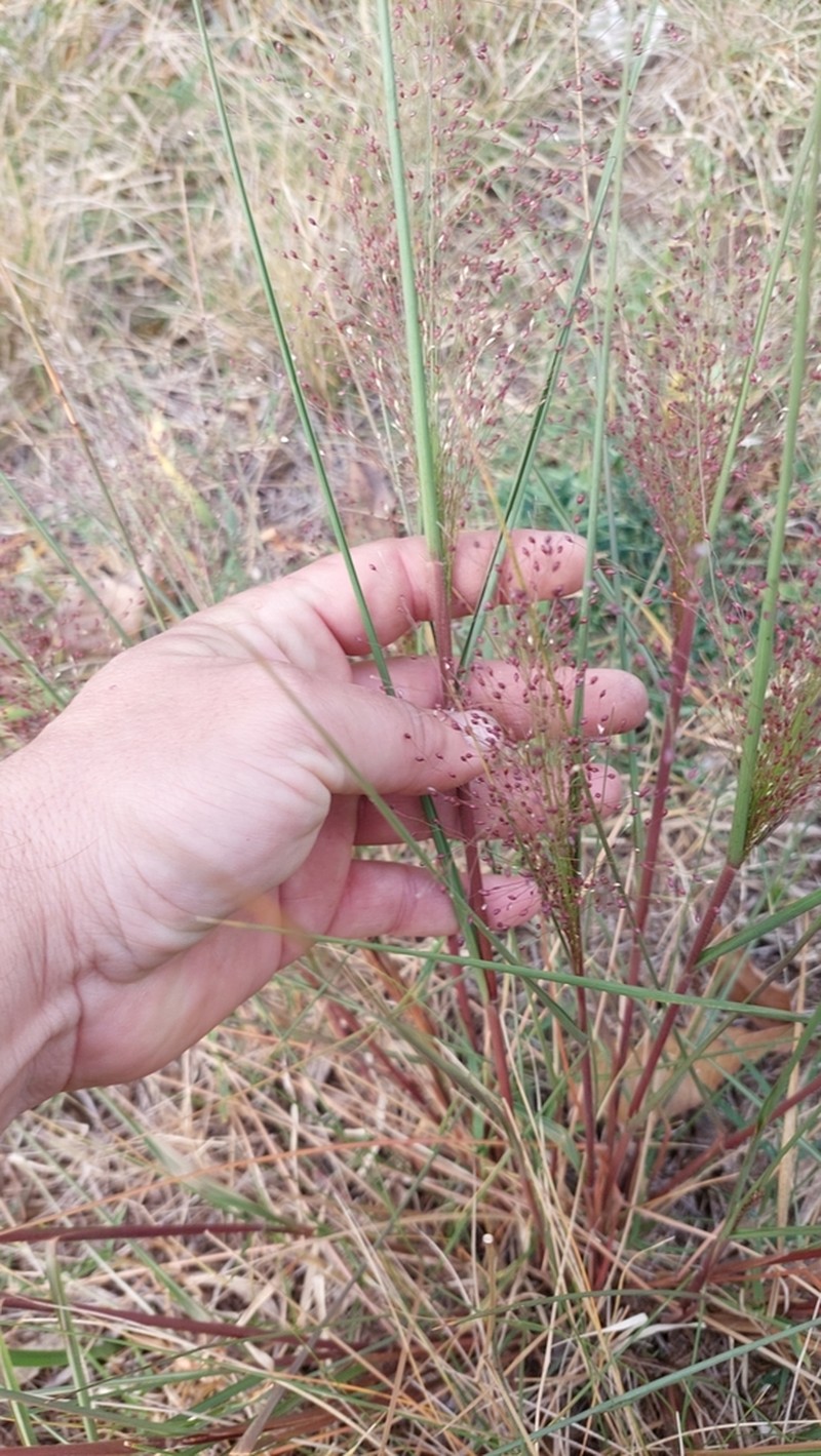 Berg's Panicgrass photo 2