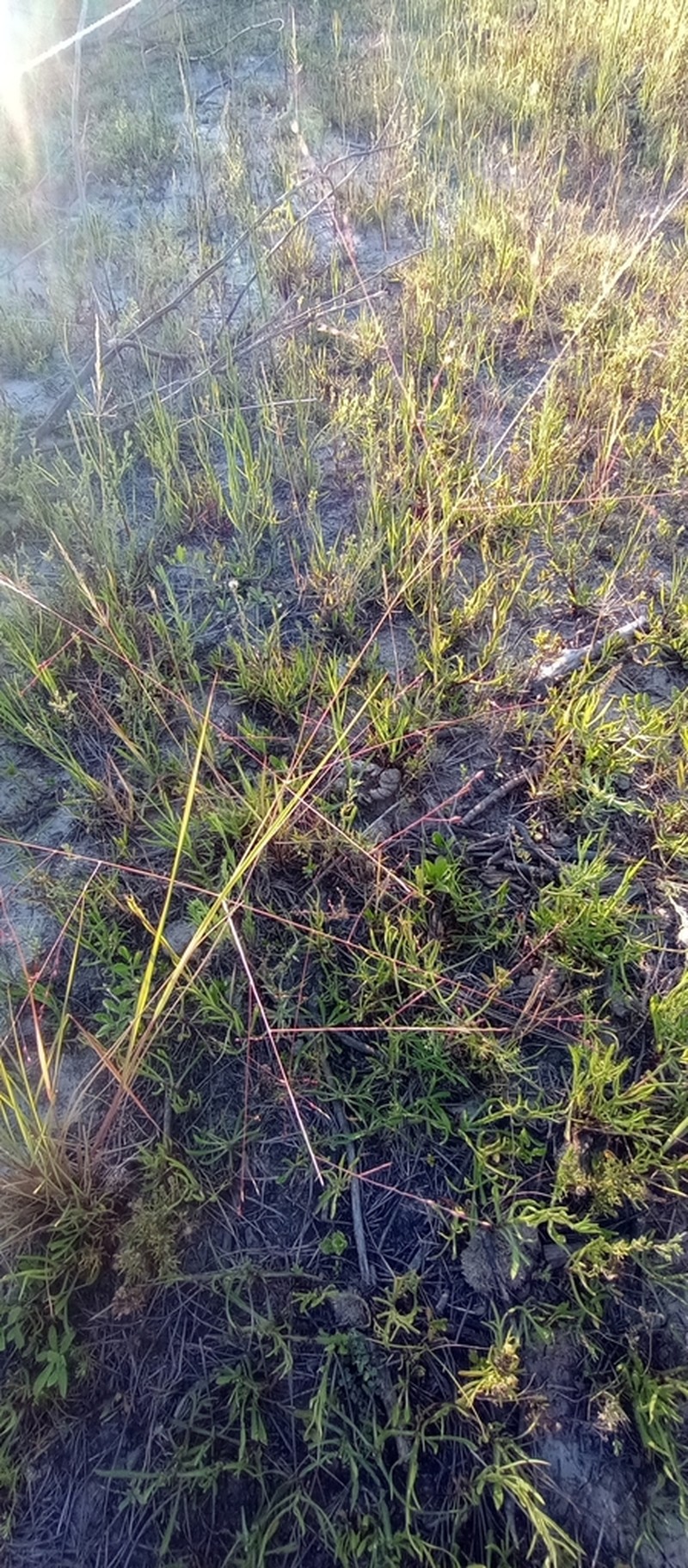 Berg's Panicgrass photo 3
