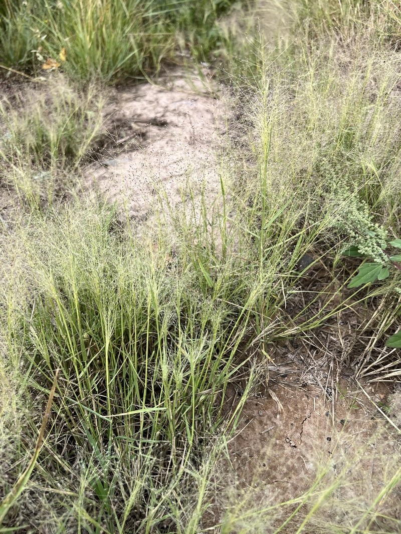 Berg's Panicgrass photo 4