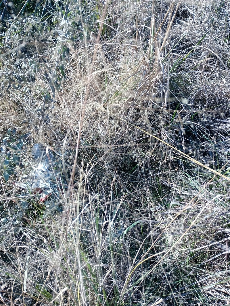 Berg's Panicgrass photo 5