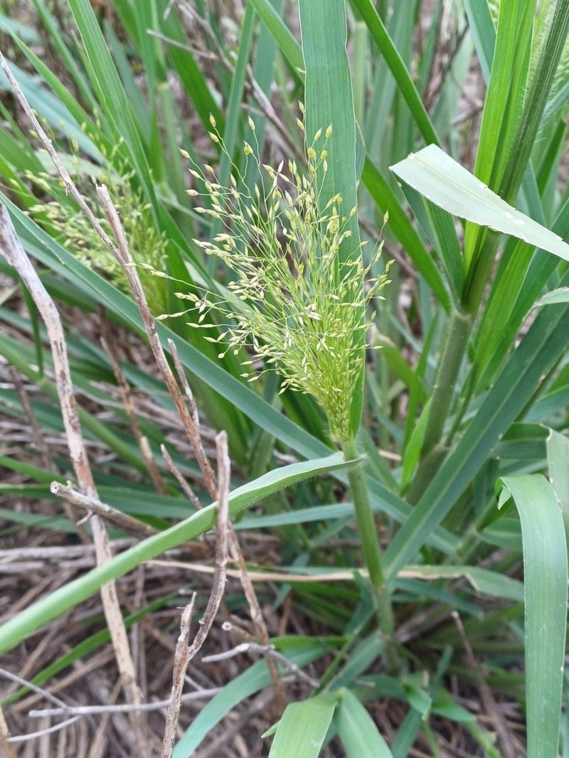 Berg's Panicgrass photo 6