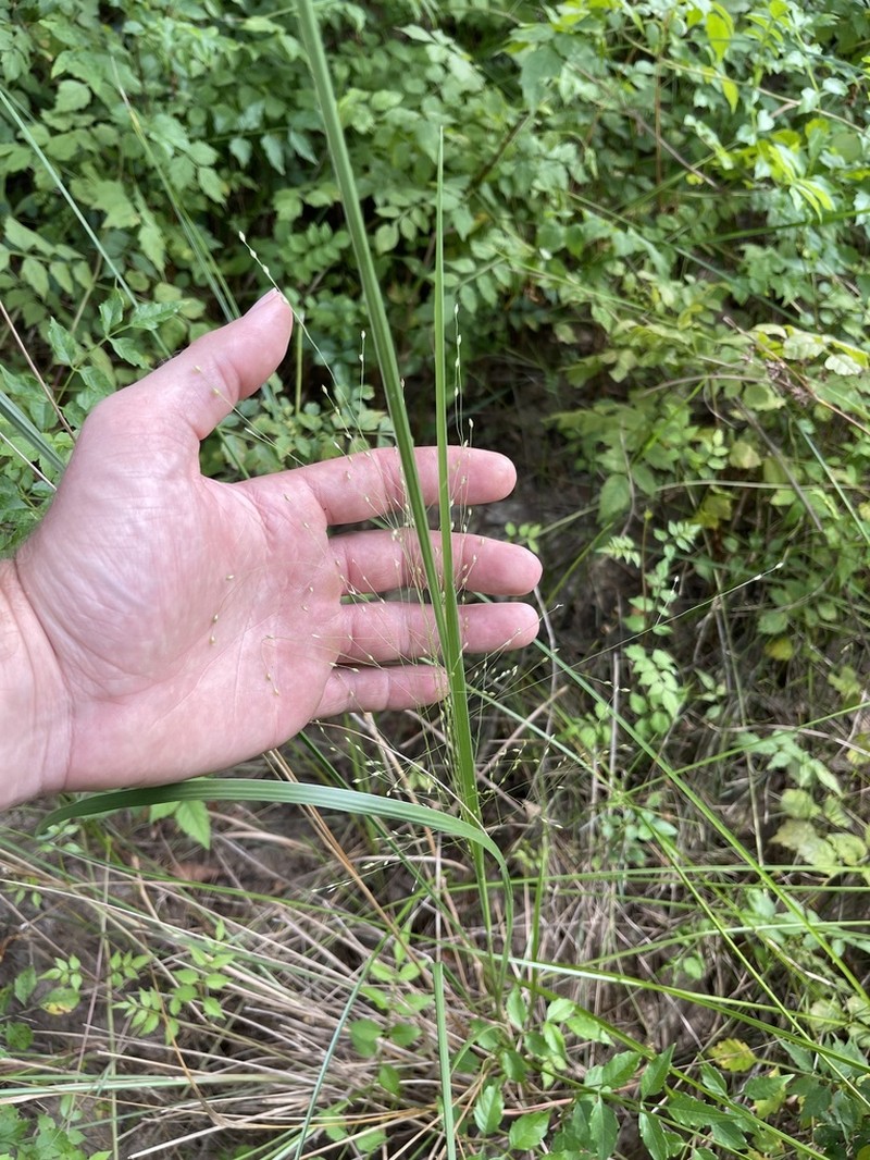 Berg's Panicgrass photo 7