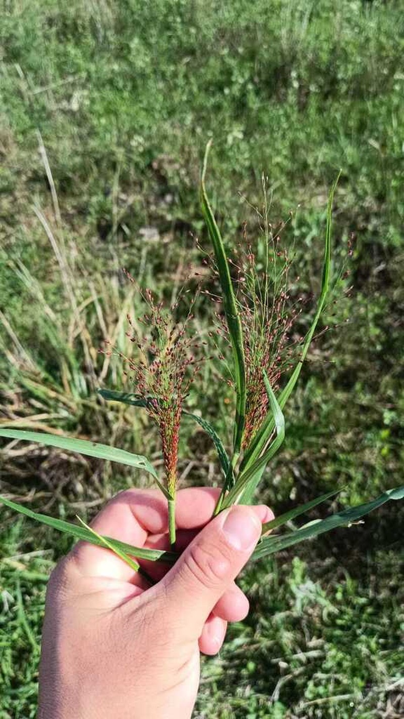 Berg's Panicgrass photo 8