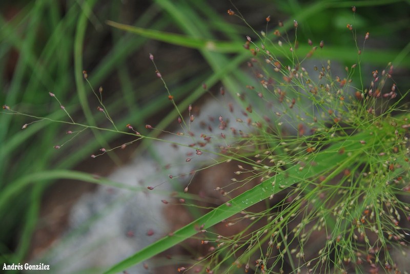 Berg's Panicgrass photo 4