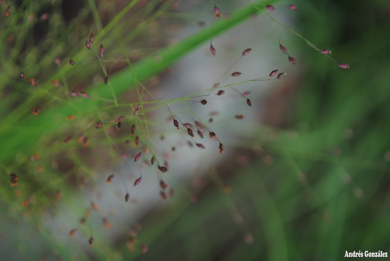 Berg's Panicgrass photo 2