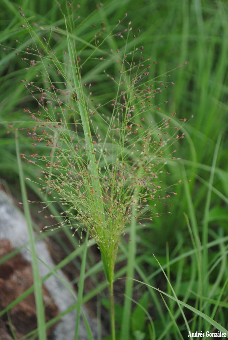 Berg's Panicgrass photo 3