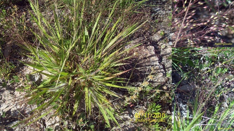 Berg's Panicgrass