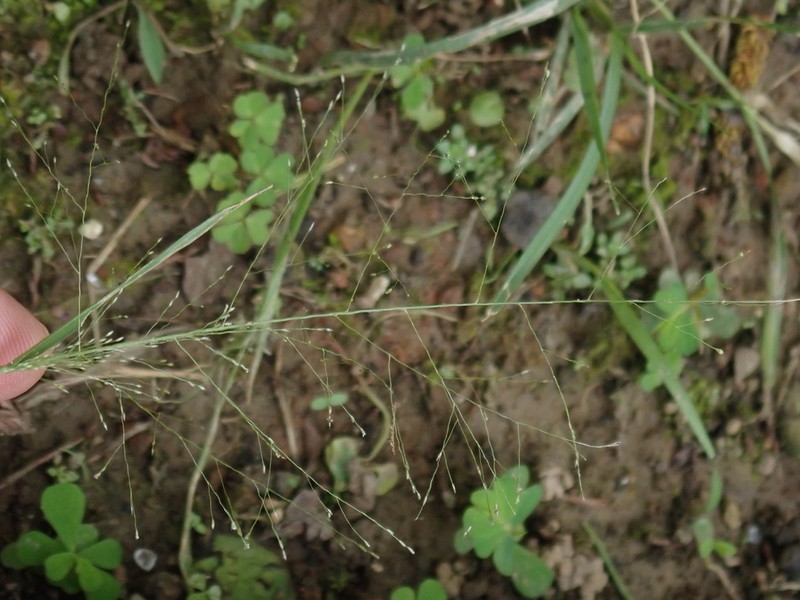 Japanese Panicgrass