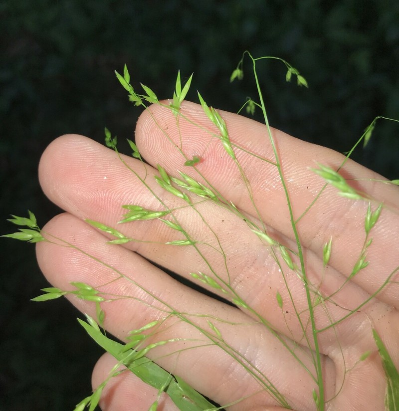 Japanese Panicgrass photo 2