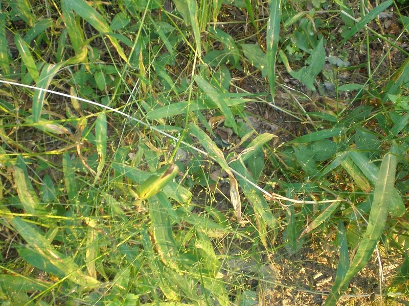 Japanese Panicgrass photo 3