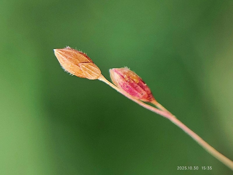 Japanese Panicgrass photo 4