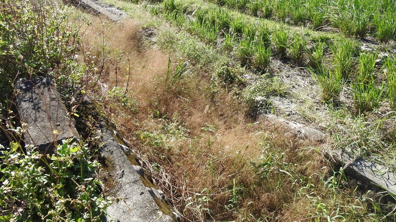 Japanese Panicgrass photo 5