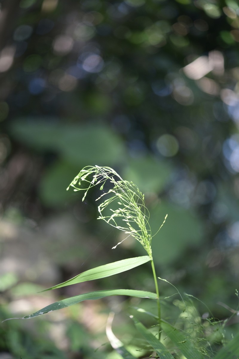 Japanese Panicgrass photo 6