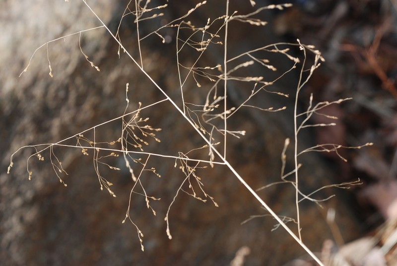 Japanese Panicgrass photo 7
