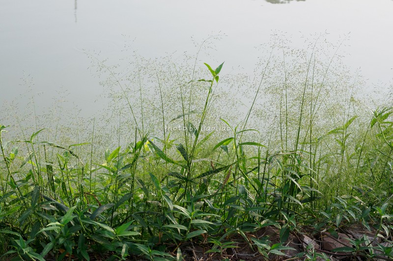 Japanese Panicgrass photo 8
