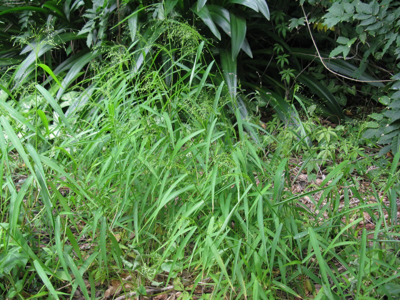 Japanese Panicgrass photo 2