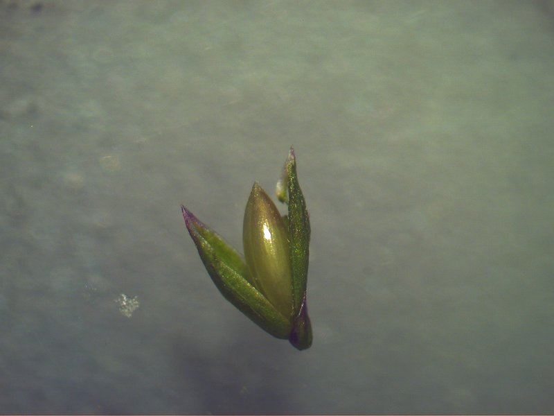 Japanese Panicgrass photo 4