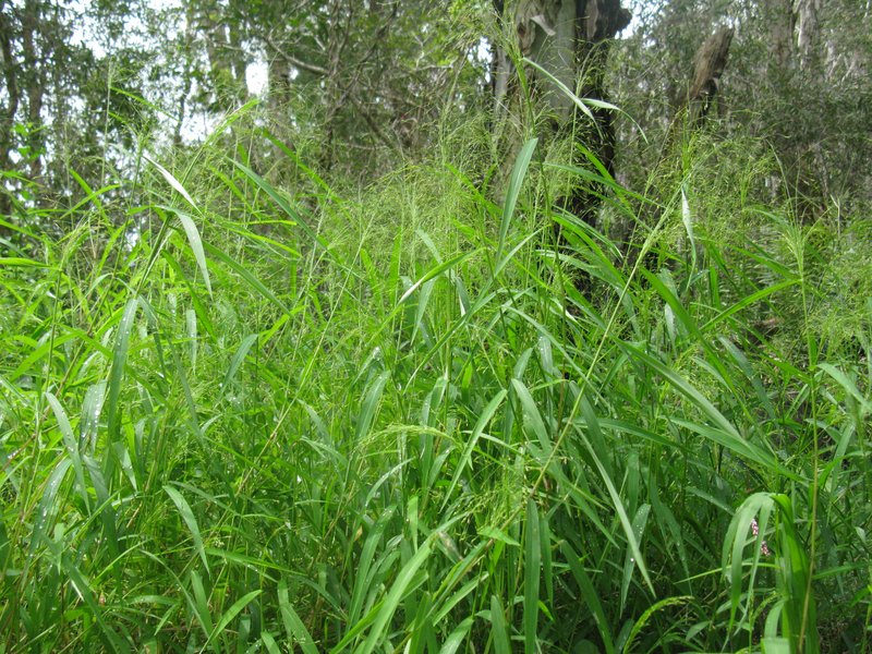 Japanese Panicgrass photo 5