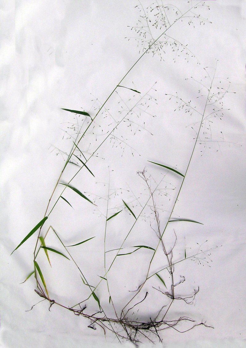 Japanese Panicgrass photo 6