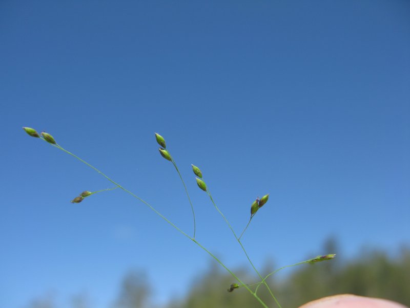 Japanese Panicgrass photo 7