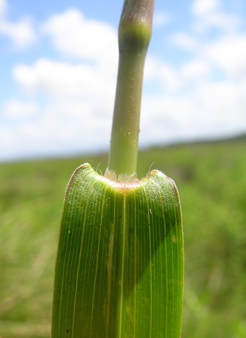 Japanese Panicgrass photo 8