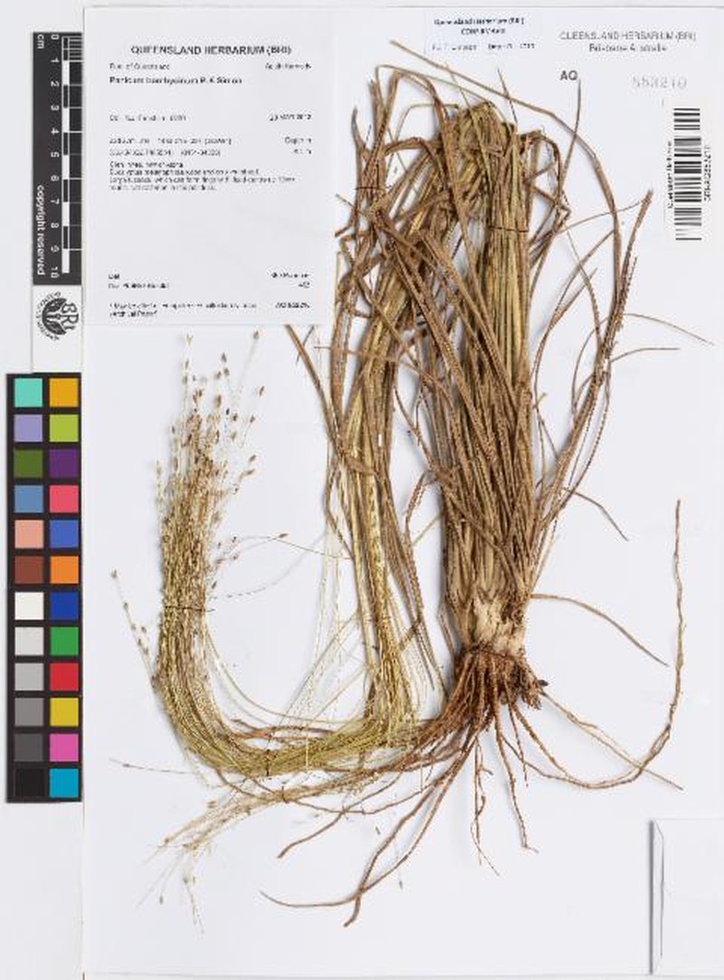 Panicum bombycinum