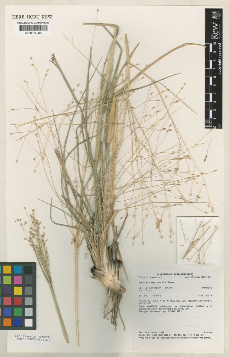 Panicum bombycinum photo 2
