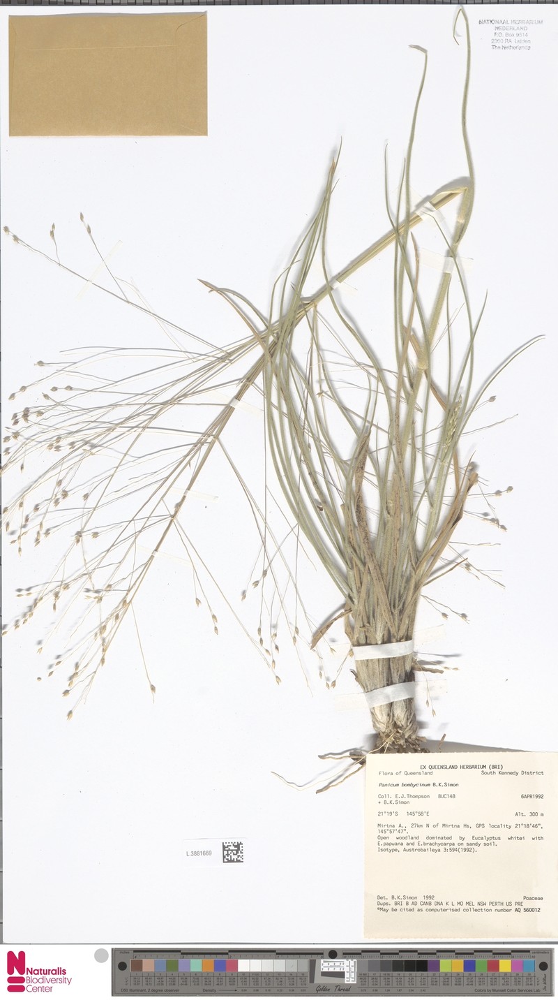 Panicum bombycinum photo 3
