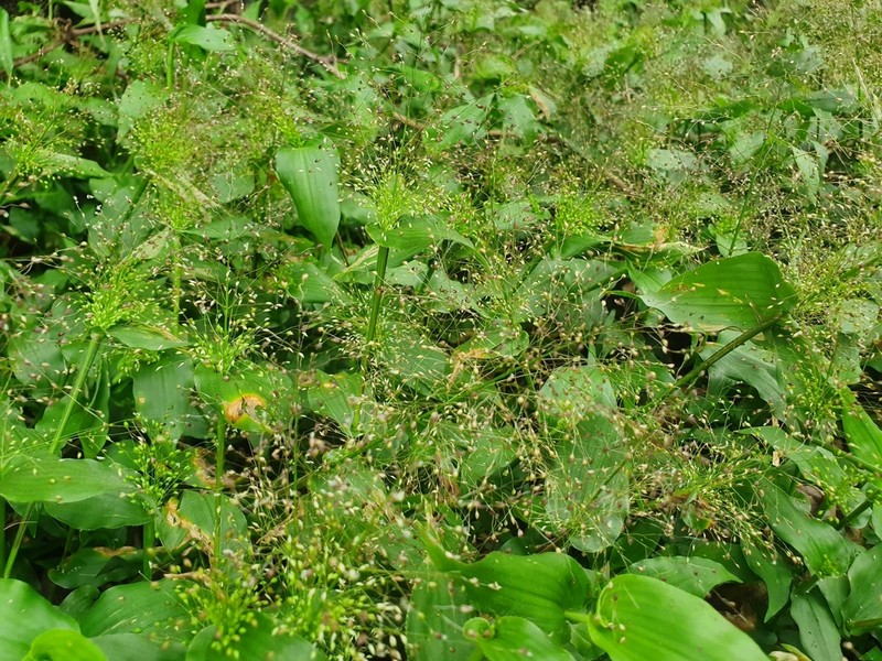 Panicum brevifolium