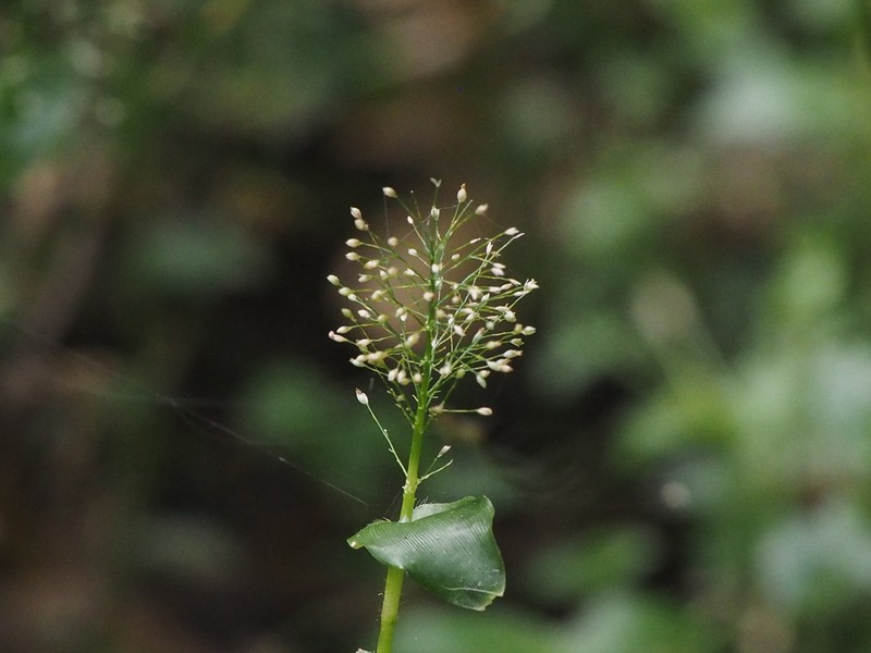 Panicum brevifolium photo 2