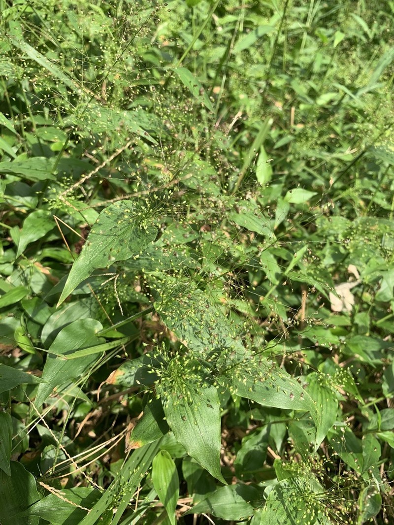 Panicum brevifolium photo 3