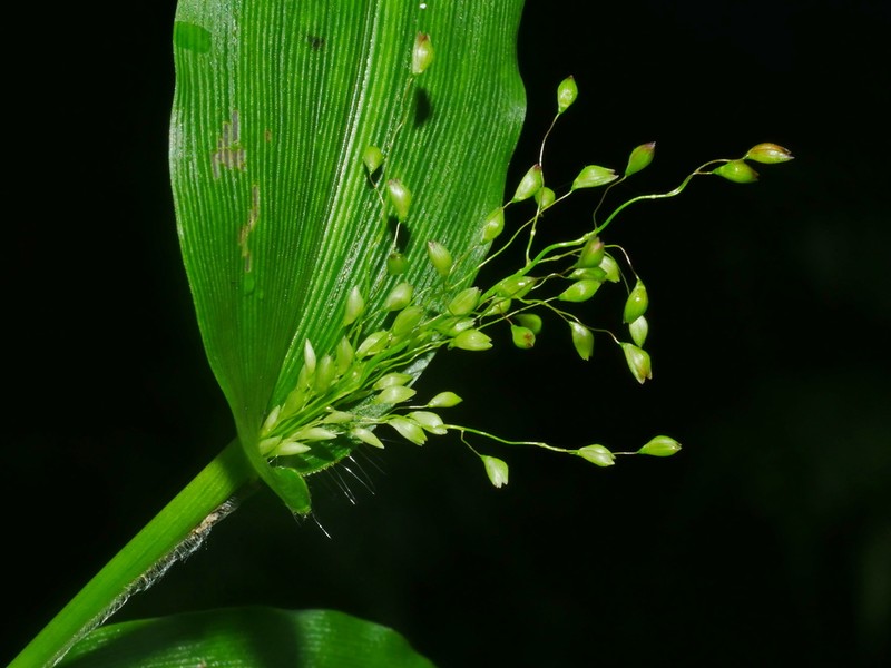 Panicum brevifolium photo 4