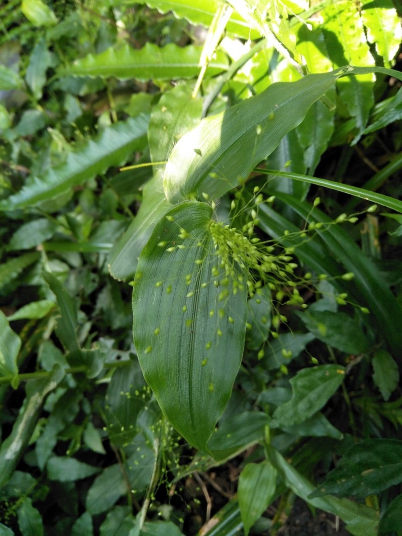 Panicum brevifolium photo 5